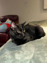 Found/Stray Female Cat last seen Upper James and Mohawk rd east, Hamilton, ON L9C 3A3