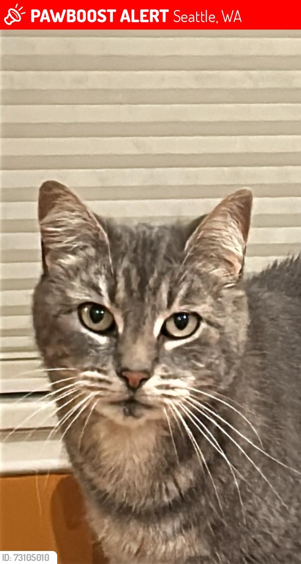Lost Female Cat last seen Near North Beach elementary, Seattle, WA 98117