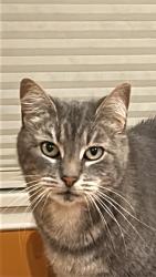 Lost Female Cat last seen Near North Beach elementary, Seattle, WA 98117