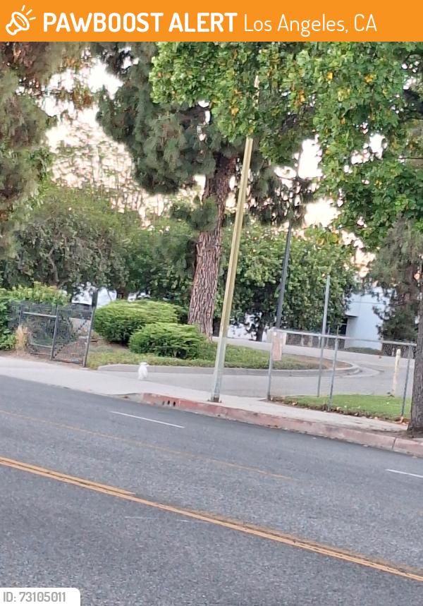 Found/Stray Unknown Dog last seen Nordhoff and Mason, Chatsworth, Los Angeles, CA 91311