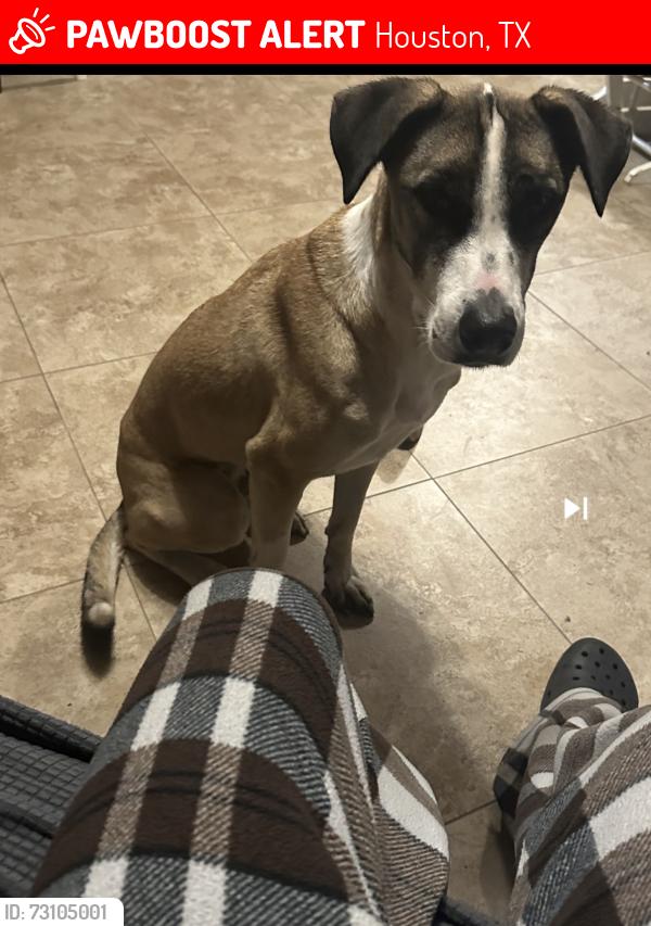 Lost Female Dog last seen Rittenhouse, Houston, TX 77076