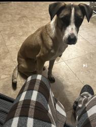 Lost Female Dog last seen Rittenhouse, Houston, TX 77076