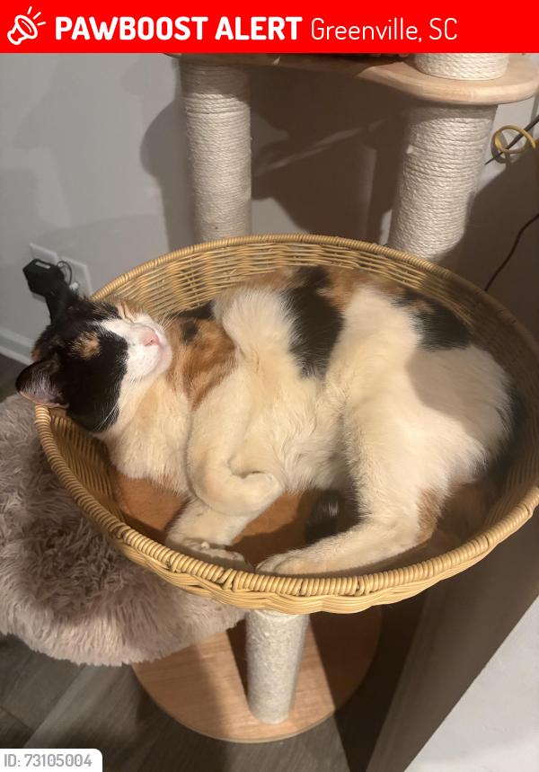 Lost Female Cat last seen Poinsett HWY, Greenville, SC 29609