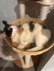 Lost Female Cat last seen Poinsett HWY, Greenville, SC 29609