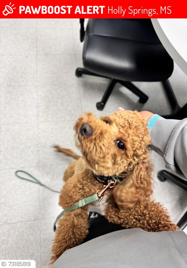 Lost Female Dog last seen Near property, Holly Springs, MS 38635