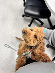 Lost Female Dog last seen Near property, Holly Springs, MS 38635