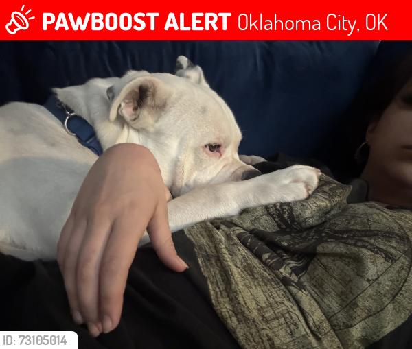 Lost Male Dog last seen OCCC, Oklahoma City, OK 73159