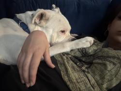 Lost Male Dog last seen OCCC, Oklahoma City, OK 73159