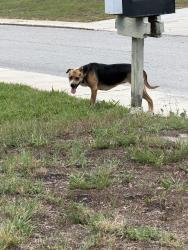 Found/Stray Female Dog last seen Hunting saddle dr, Bayonet Point, FL 34667