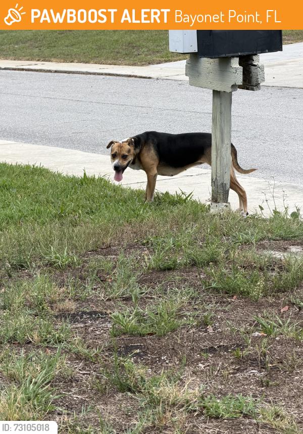 Found/Stray Female Dog last seen Hunting saddle dr, Bayonet Point, FL 34667