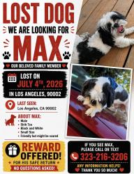 Lost Male Dog last seen Hooper y 91 St. and centran y 91 st., Los Angeles, CA 90002