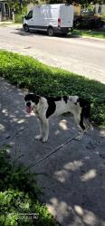 Reunited Female Dog last seen Pinto St and Monterey St., San Antonio, TX 78207