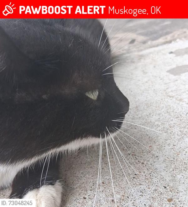 Lost Unknown Cat last seen Near south Cherokee street, Muskogee, OK 74403