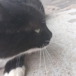 Lost Unknown Cat last seen Near south Cherokee street, Muskogee, OK 74403