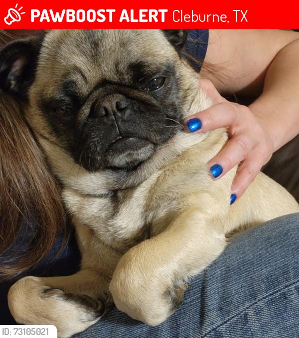 Lost Female Dog last seen Off of county road 1200. Near the Parker water department, Cleburne, TX 76031