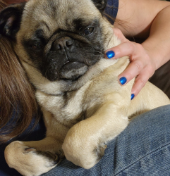 Lost Female Dog last seen Off of county road 1200. Near the Parker water department, Cleburne, TX 76031