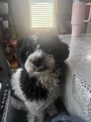 Lost Male Dog last seen Near 25th Ave north, Minneapolis, MN 55411
