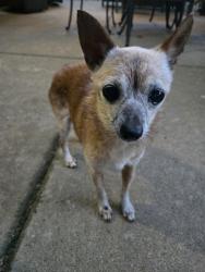 Reunited Unknown Dog last seen Mack Rd. And Center Parkway, Sacramento, CA 95823