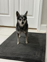 Reunited Male Dog last seen Kitzman Rd, Houston, TX 77429