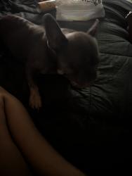 Reunited Female Dog last seen Blue diamond and fort Apache, Las Vegas, NV 89178