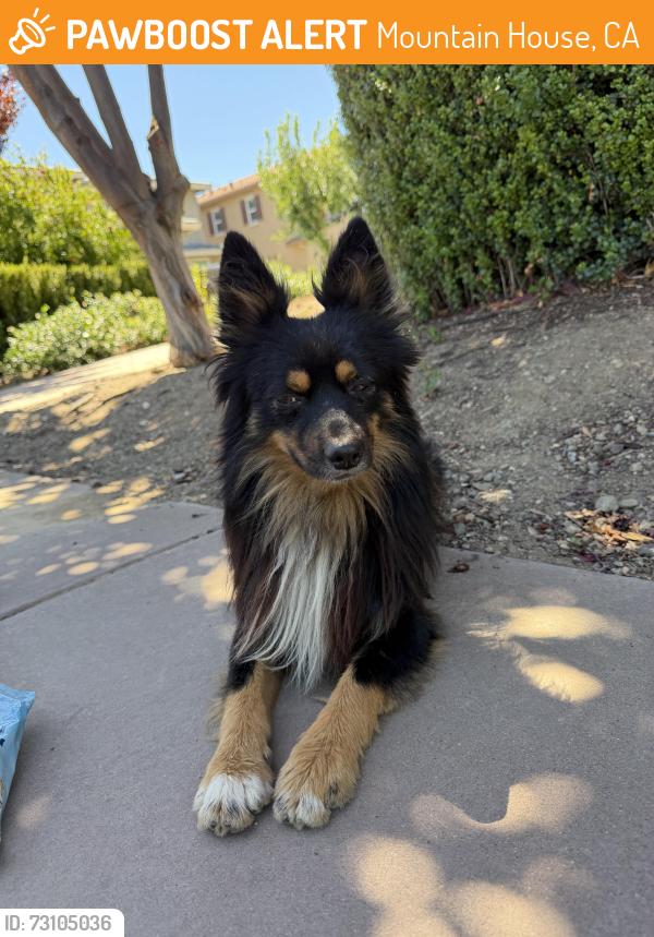 Found/Stray Male Dog last seen Mustang, Mountain House, CA 94514