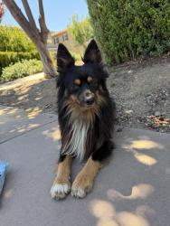 Found/Stray Male Dog last seen Mustang, Mountain House, CA 94514