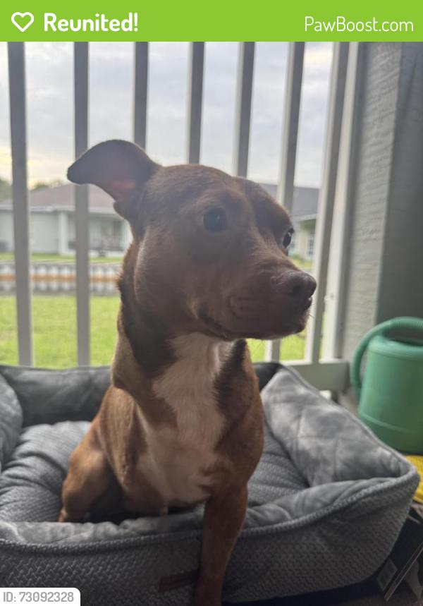 Reunited Male Dog last seen Town W Blvd, Port Orange, FL 32128, USA, Port Orange, FL 32128