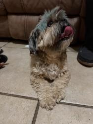 Found/Stray Male Dog last seen North hills, Rio Rancho, NM 87144