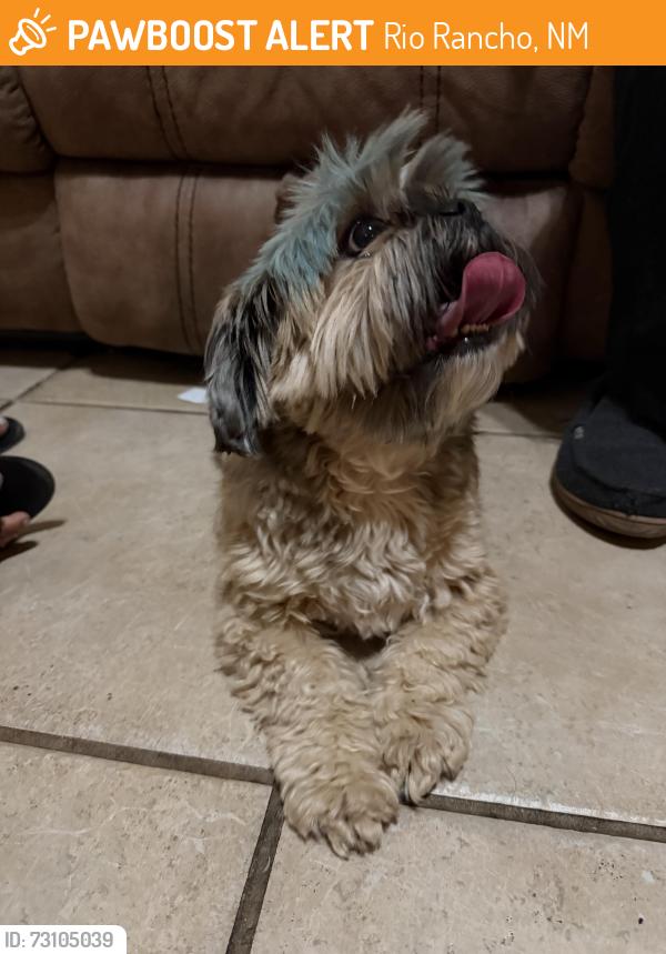 Found/Stray Male Dog last seen North hills, Rio Rancho, NM 87144