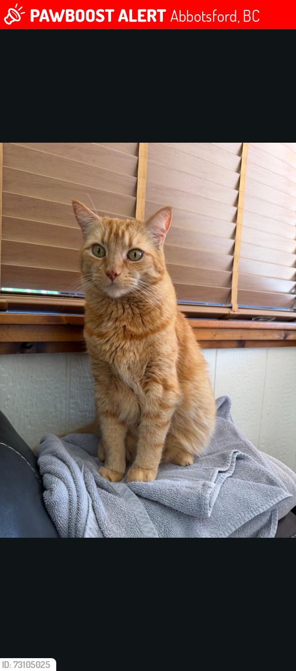 Lost Male Cat last seen  Kent st and Immel St Shell gas station , Abbotsford, BC 98295