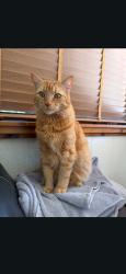 Lost Male Cat last seen  Kent st and Immel St Shell gas station , Abbotsford, BC 98295