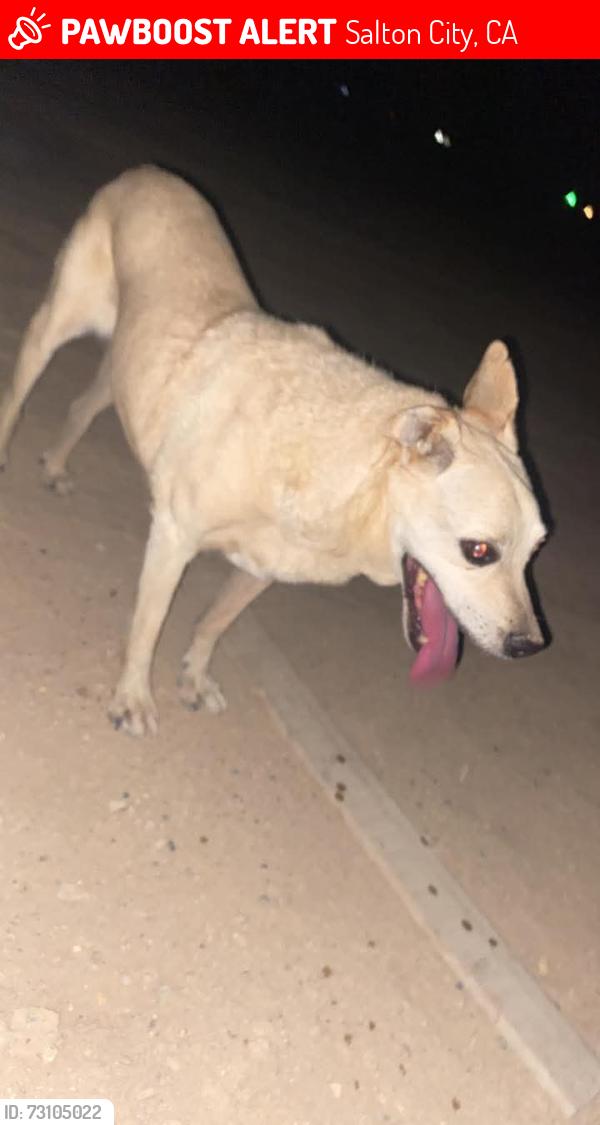 Lost Male Dog last seen Vassar ave., Salton City, CA 92274