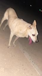 Lost Male Dog last seen Vassar ave., Salton City, CA 92274