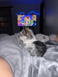 Reunited Male Dog last seen SW 89th St., Oklahoma City, OK 73159