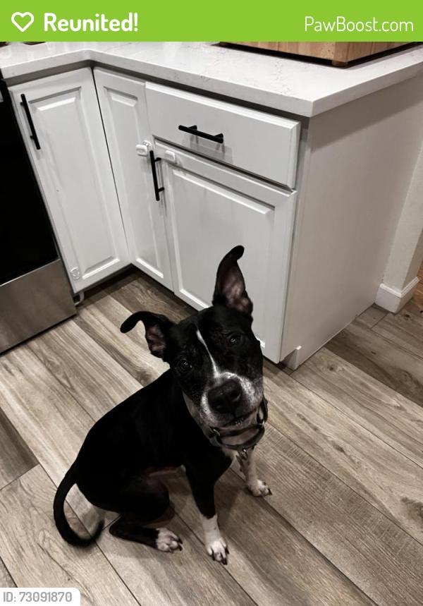 Reunited Male Dog last seen Us/19 Tampa rd, Riviere rd, Palm Harbor, FL 34683
