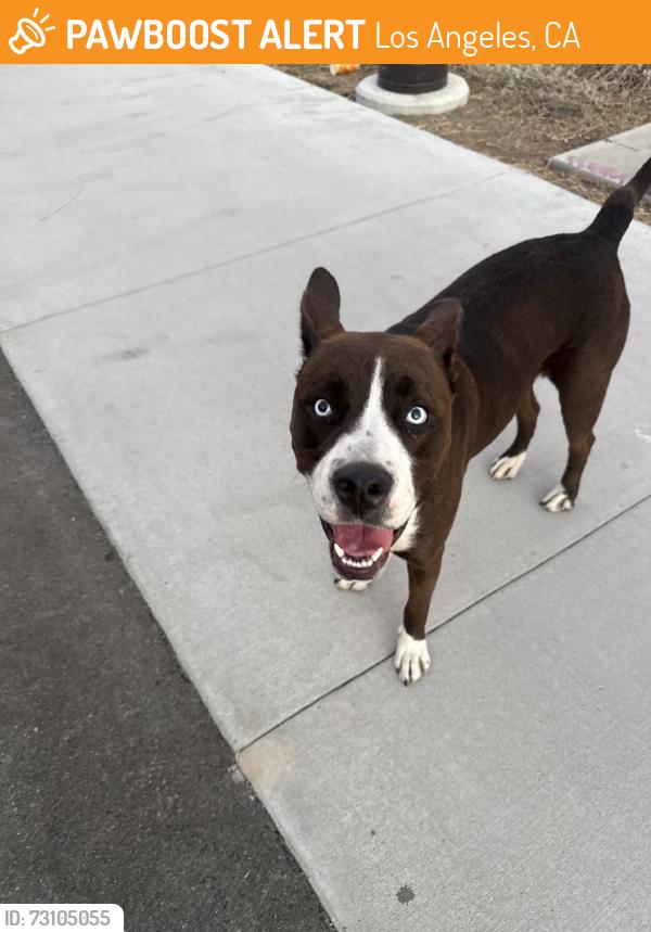 Found/Stray Female Dog last seen Went down vermont towrds gage, Los Angeles, CA 90044
