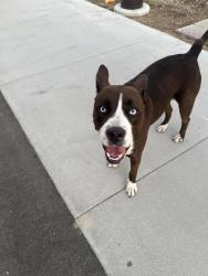 Found/Stray Female Dog last seen Went down vermont towrds gage, Los Angeles, CA 90044