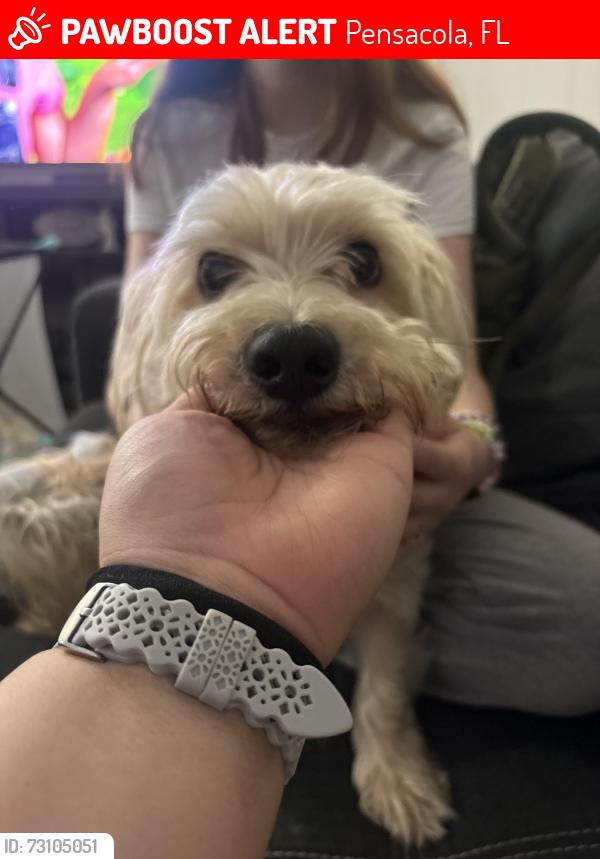 Lost Male Dog last seen Clearwater Ave, Pensacola, FL 32505