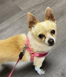Found/Stray Male Dog last seen W. Euclid and Grange, Stockton, CA 95204