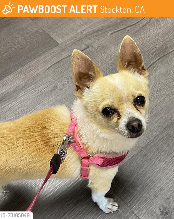 Found/Stray Male Dog last seen W. Euclid and Grange, Stockton, CA 95204