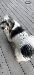 Lost Male Dog last seen Burnham, Torrence, Lansing, IL 60438