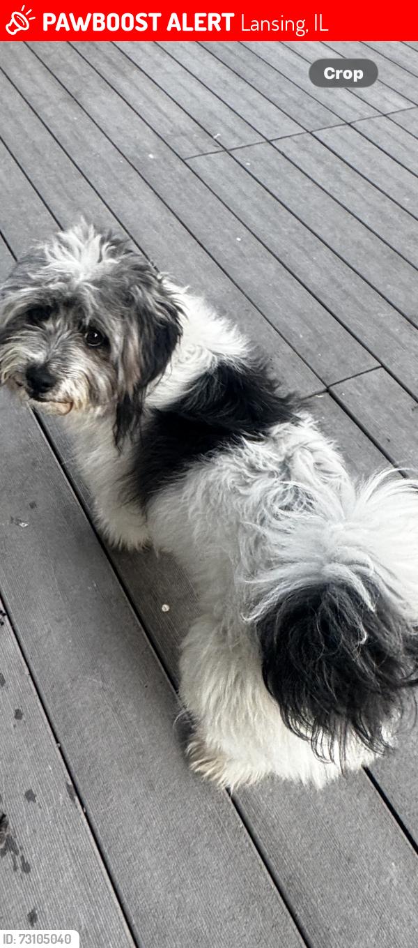 Lost Male Dog last seen Burnham, Torrence, Lansing, IL 60438