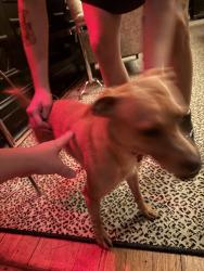 Found/Stray Male Dog last seen The Columns Hotel, New Orleans, LA 70115