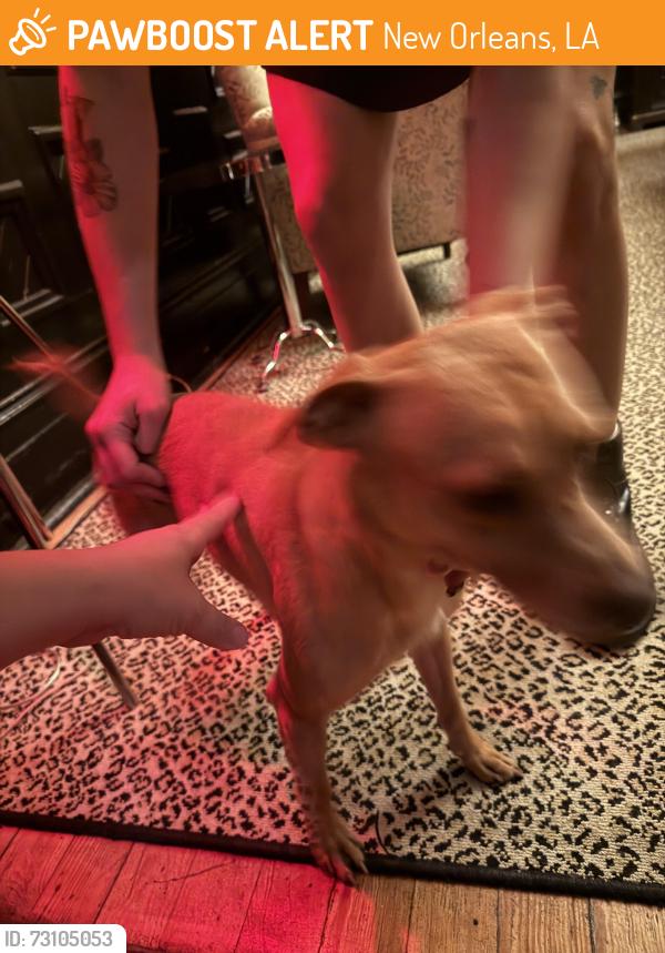 Found/Stray Male Dog last seen The Columns Hotel, New Orleans, LA 70115