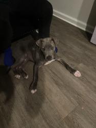 Lost Male Dog last seen Lemturner, Jacksonville, FL 32208