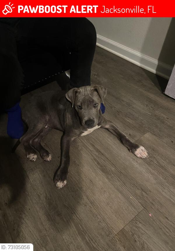 Lost Male Dog last seen Lemturner, Jacksonville, FL 32208