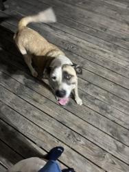 Found/Stray Unknown Dog last seen Lively tx,, Kaufman County, TX 75143