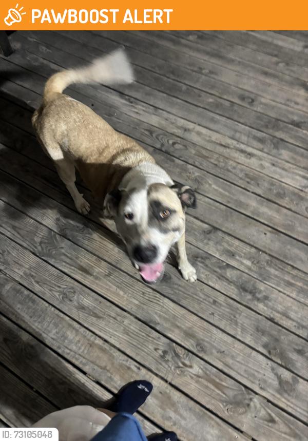 Found/Stray Unknown Dog last seen Lively tx,, Kaufman County, TX 75143