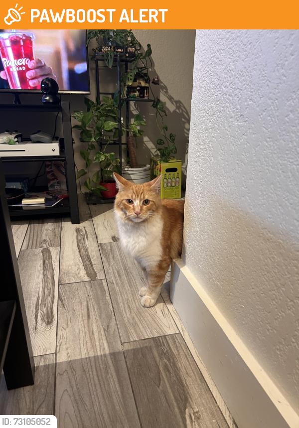 Found/Stray Male Cat last seen Near blocks from the baseball stadium, West Sacramento, CA 95605