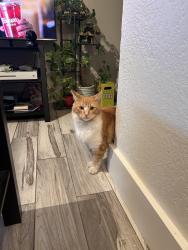 Found/Stray Male Cat last seen Near blocks from the baseball stadium, West Sacramento, CA 95605